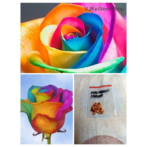 Rainbow Rose Seeds (20pcs) | Shopee Philippines