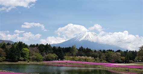 Blooming Flowers Surrounding Lake · Free Stock Photo