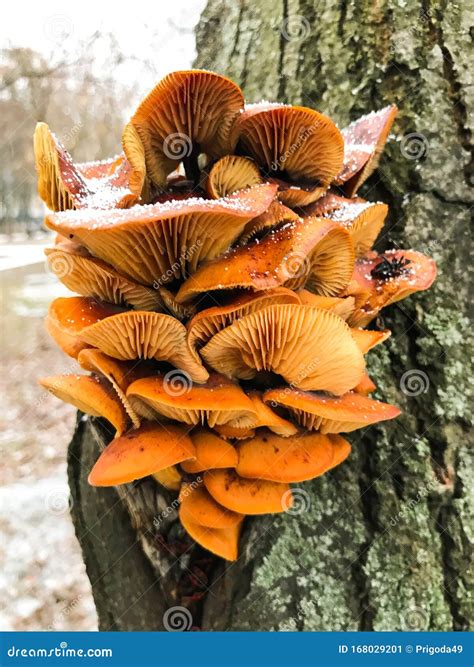 Edible Mushrooms of Bright Orange Color. Stock Image - Image of color ...