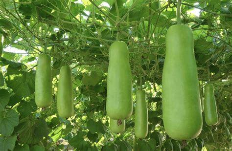 Upo (Bottle Gourd) Cultivation Guide: All You Need to Know in Planting ...