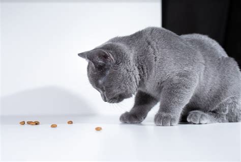 Best Dry Cat Food For Overweight Cats In 2024 – Read Our Guide