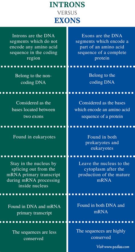 Difference Between Introns and Exons | Definition, Characteristics, Function, Comparison ...