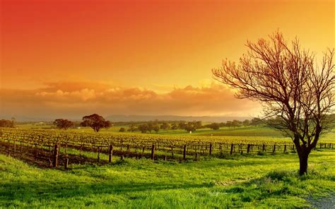 landscape, Fall, Sunset, Field, Trees, Grass Wallpapers HD / Desktop ...