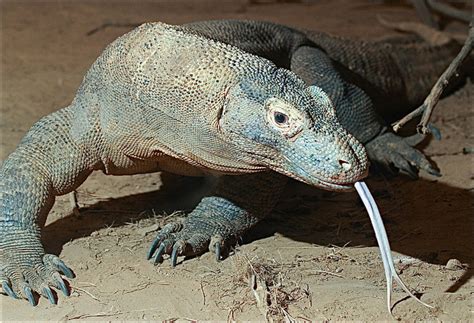 Komodo, Bearded, and Frilled Dragons: Impressive Lizards - Owlcation