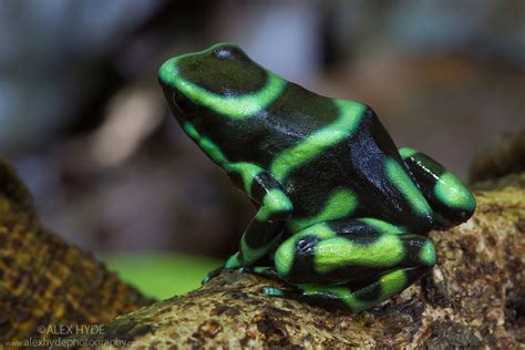 Green and Black Poison Frog {Dendrobates auratus} - Costa Rica | Alex Hyde