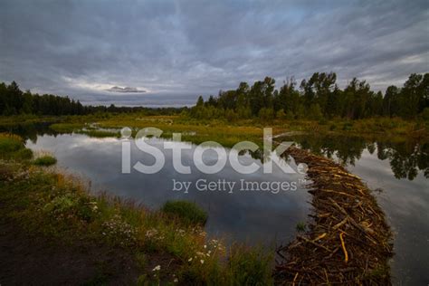 Beaver Dam Stock Photo | Royalty-Free | FreeImages