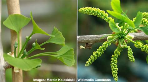 Ginkgo Tree: Leaves, Bark, Flower, Fruit (Pictures) – Identification