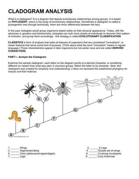 Cladogram Practice Worksheet Answers - Ivuyteq