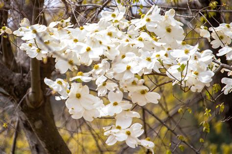 Out My Backdoor: Dogwood Berries Are a Wildlife Favorite – Georgia Wildlife Blog