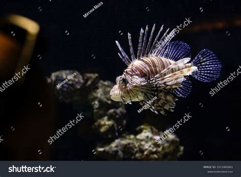 Pterois Volitans Lionfish Venomous Fish Inside Stock Photo 2211842661 ...