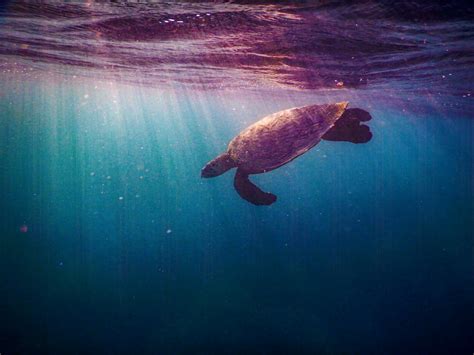 Underwater Photography of Turtle · Free Stock Photo