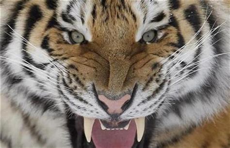 Harimau Liar Siberia Terlihat di Hutan Timur Laut China : Okezone News