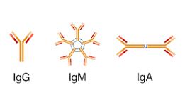 Immunoglobulin M (IgM)