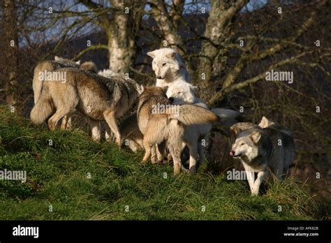 Canadian Timber Wolf pack Stock Photo - Alamy