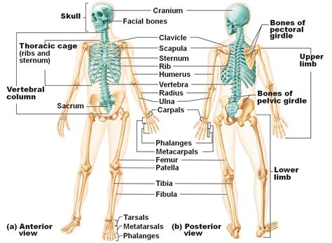 Axial And Appendicular Skeleton Worksheet