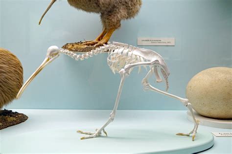 Kiwi Bird Skeleton