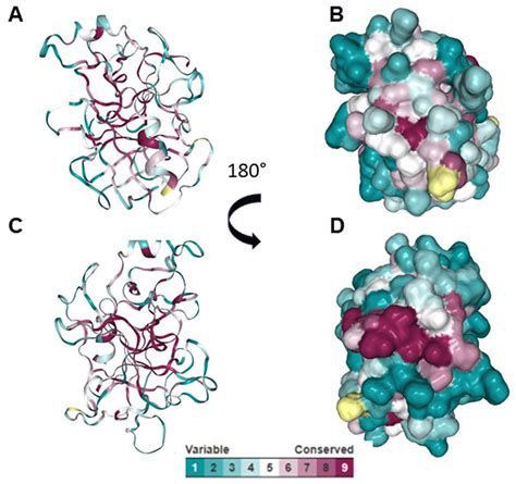 Human Proteinase 3, an important autoantigen of... | F1000Research