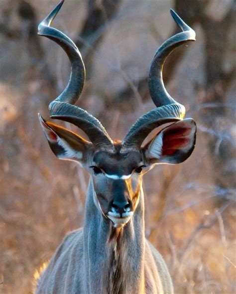 Kudu : r/pics