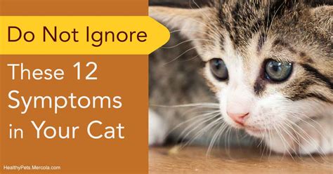 12 Do-Not-Ignore Symptoms in Cats