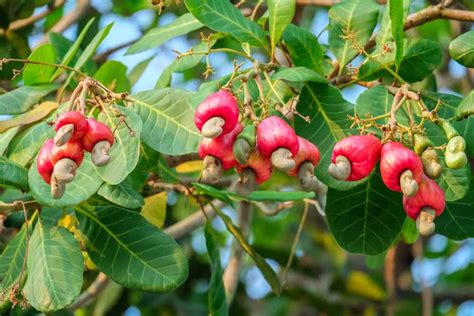 How Are Cashews Processed? - Beyond