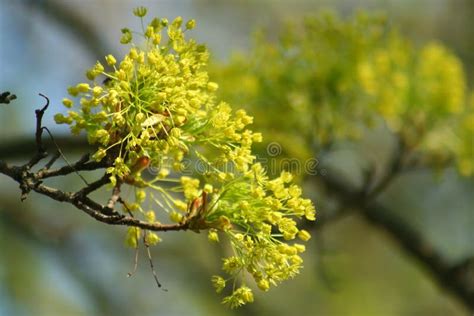 Flowering maple tree stock image. Image of shot, calm - 178598467