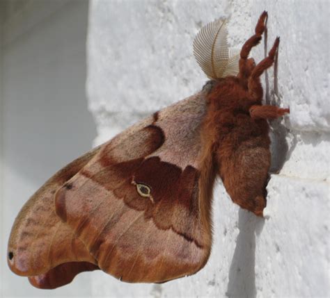 Polyphemus Moth - What's That Bug?