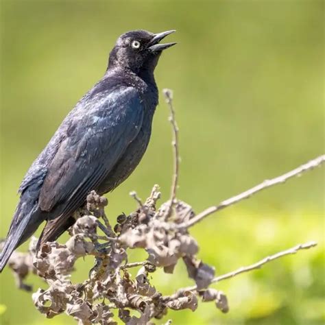 Brewer's blackbird - Facts, Diet, Habitat & Pictures on Animalia.bio