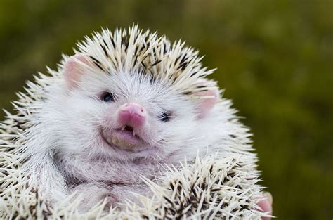 200+ Best Hedgehog Names for Girls & Boys - Exotic Animal Supplies