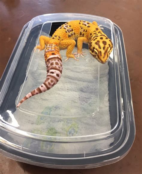 Solution to Leopard Gecko Shedding Problems | Gecko food, Animals, Reptiles