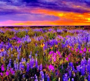 Field of Purple Flowers - Desktop Wallpaper