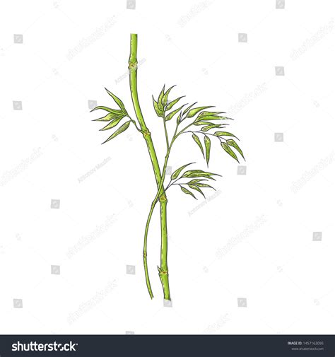 Bamboo Stick Green Leaves Sketch Style Stock Vector (Royalty Free ...