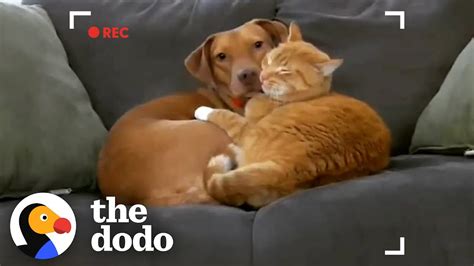 Parents Set Up Hidden Camera And Catch Cat Cuddling Their Anxious Dog ...