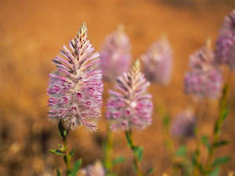 Kimberley Wildflowers - Adventure Wild Kimberley Tours