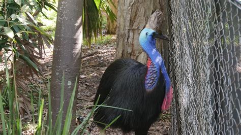 Cassowary Breeding Scheme Brings South Troppo to Hope in North ...