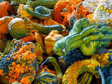 Colorful Gourds at the Western North Carolina Farmers Market Photograph by L Bosco - Fine Art ...