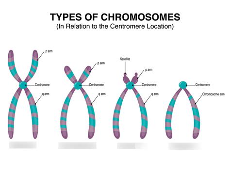 [2] Cytogenetics Nomenclature Diagram | Quizlet