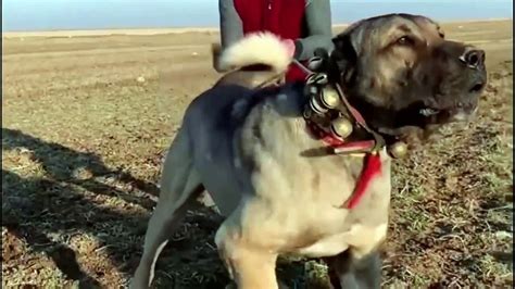 kangal dog vs wolf (2022) kangal dog vs wolf video kangal dog vs wolf ...