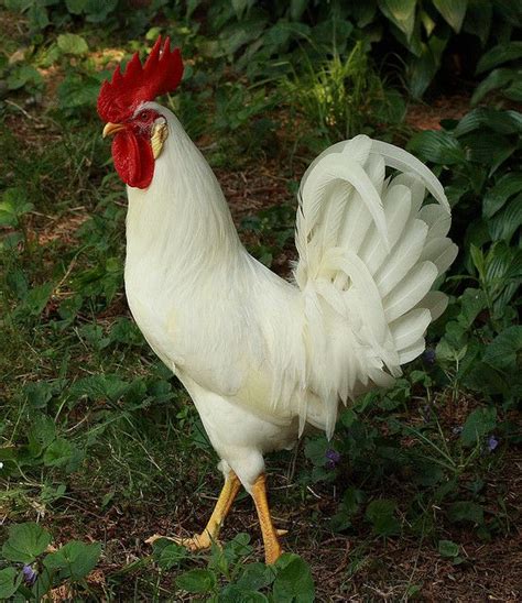 Roosters, Pearls and Foghorn leghorn on Pinterest