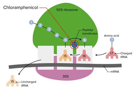 Cloranfenicol | Concise Medical Knowledge