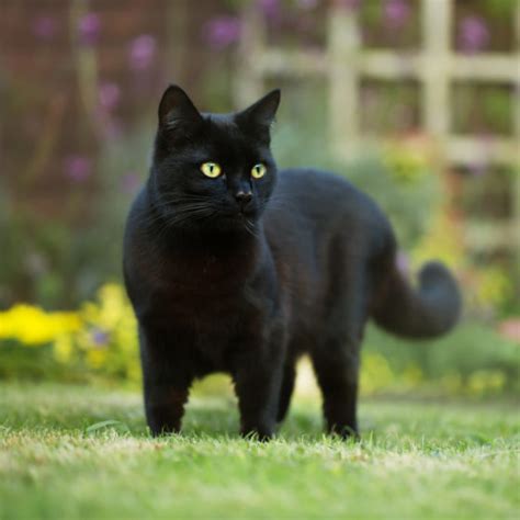 National Black Cat Day - Fun Facts and Ways to Celebrate these Felines