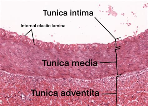 Histology of Cardiovascular system