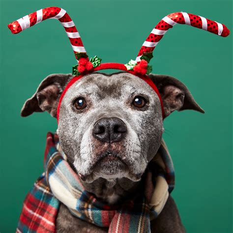 Pet Photography Tips | Simple One-Light Holiday Pet Portraits