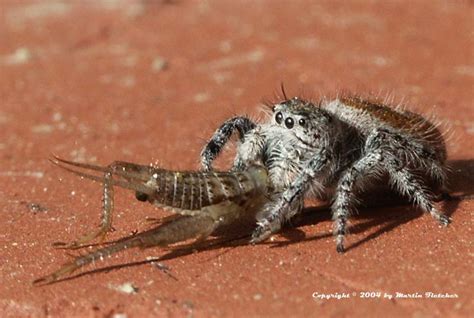 Jumping Spider | Salticidae | California Gardens