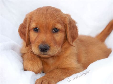 REDTAIL Golden Retriever Puppies- Redtail Golden Retrievers in 2021 ...