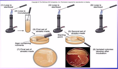 inoculation | Microbiology | Pinterest