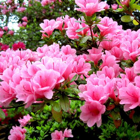 Pink Japanese Empress Azalea Plant | Carbeth Plants