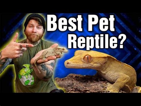 Crested Geckos Make The Best Pet Reptile, Here's Why! – HousePetsCare.com