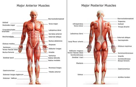 Major Muscles on the Back of the Body | Human body muscles, Body muscle ...