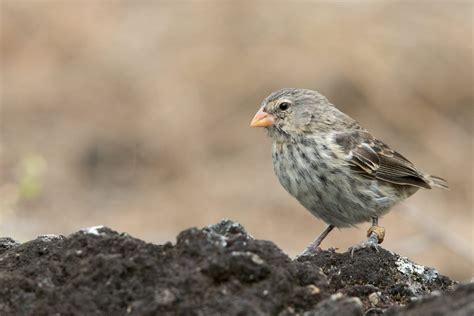 Five Animals to Watch for on Your Galapagos Vacation - Vaya Adventures ...