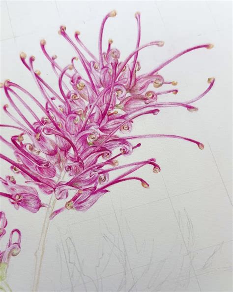 Grevillea | Spider Flower Botanical Art – Carmen Hui Art